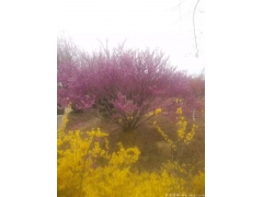 哪里的叢生紫荊價(jià)格比較便宜，多少錢(qián)一棵？