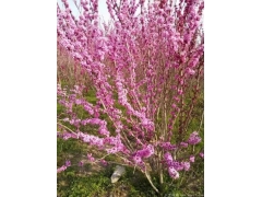 叢生紫荊多少錢(qián)一棵？