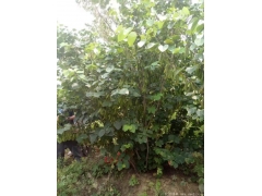 哪里有質(zhì)量好價(jià)格便宜的叢生紫荊賣(mài)？