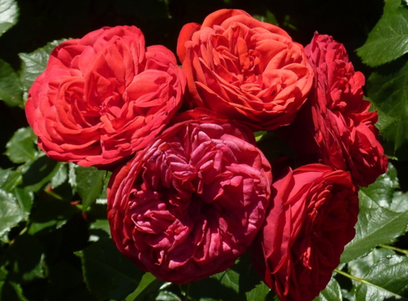 鋼琴、鋼琴系列