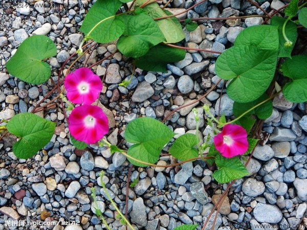牽?；ǚN子發(fā)芽出苗開花圖片