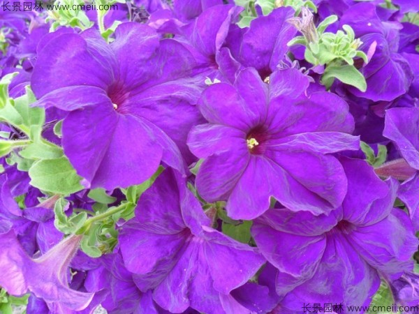 牽?；ǚN子發(fā)芽出苗開花圖片