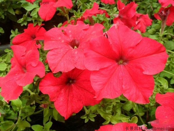牽?；ǚN子發(fā)芽出苗開花圖片