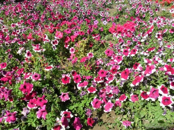牽?；ǚN子發(fā)芽出苗開花圖片