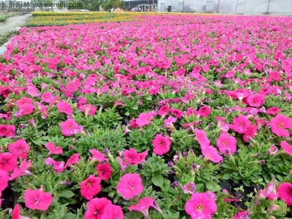 牽?；ǚN子發(fā)芽出苗開花圖片