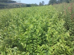 6月可以播種櫸樹嗎？