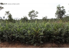 4月可以播種櫸樹嗎？