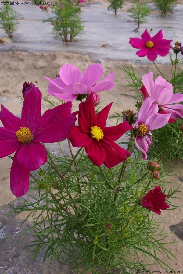 格?；ǚN子發(fā)芽出苗開花圖片