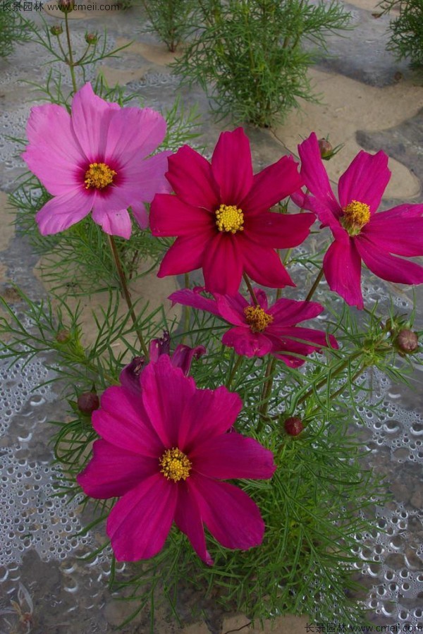 格?；ǚN子發(fā)芽出苗開花圖片