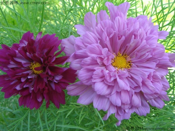格?；ǚN子發(fā)芽出苗開花圖片