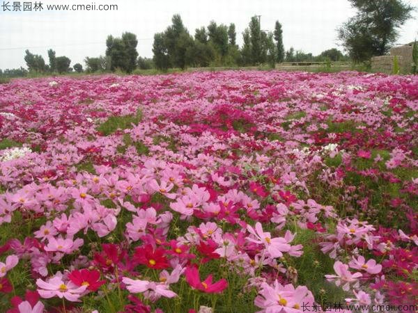 格?；ǚN子發(fā)芽出苗開花圖片