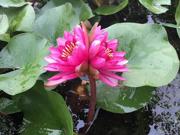 好品種類碗蓮花紅色并蒂蓮 好品種類碗蓮花紅色并蒂蓮