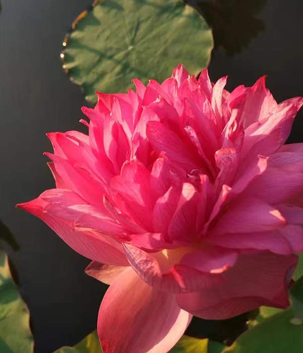 好品種類(lèi)碗蓮花紅色