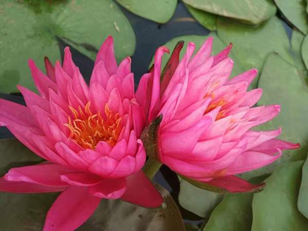 好品種類(lèi)碗蓮花紅色并蒂蓮