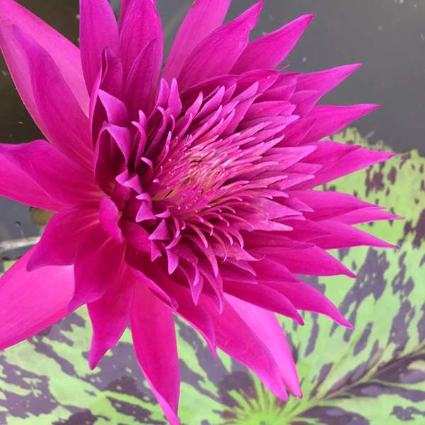 好品種類(lèi)碗蓮花紅色