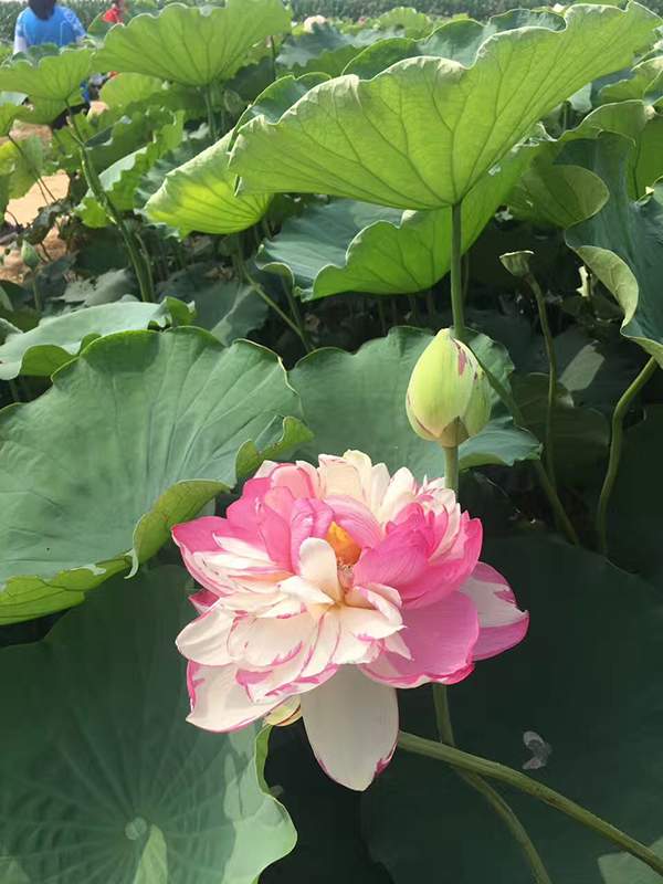荷花種植基地實(shí)拍優(yōu)質(zhì)品種類