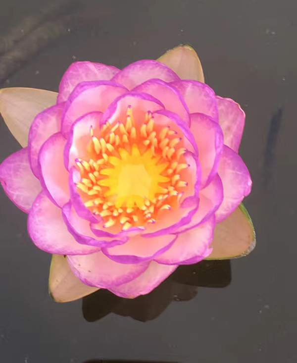 荷花種植基地實(shí)拍優(yōu)質(zhì)品種類