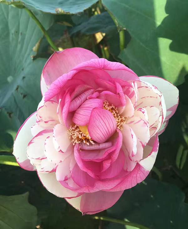 荷花種植基地實(shí)拍優(yōu)質(zhì)品種類