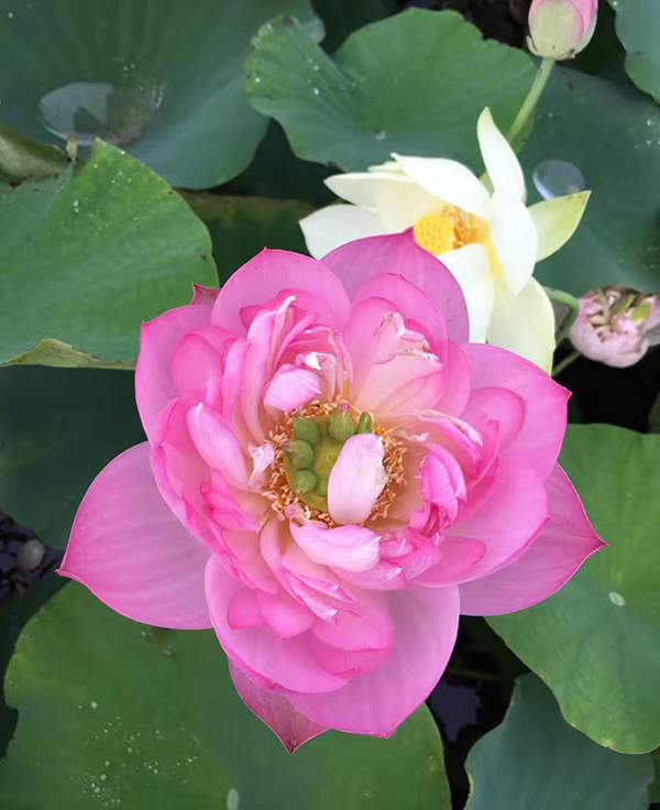 荷花種植基地實(shí)拍優(yōu)質(zhì)品種類