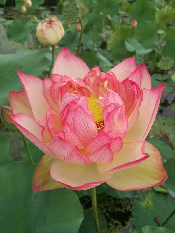 荷花種植基地實(shí)拍優(yōu)質(zhì)品種類