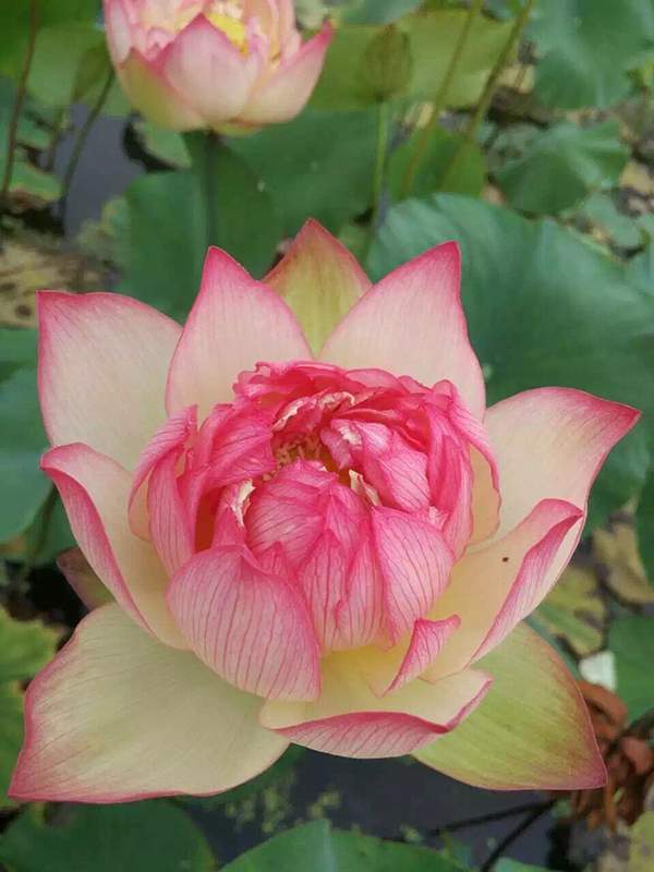 荷花種植基地實(shí)拍優(yōu)質(zhì)品種類