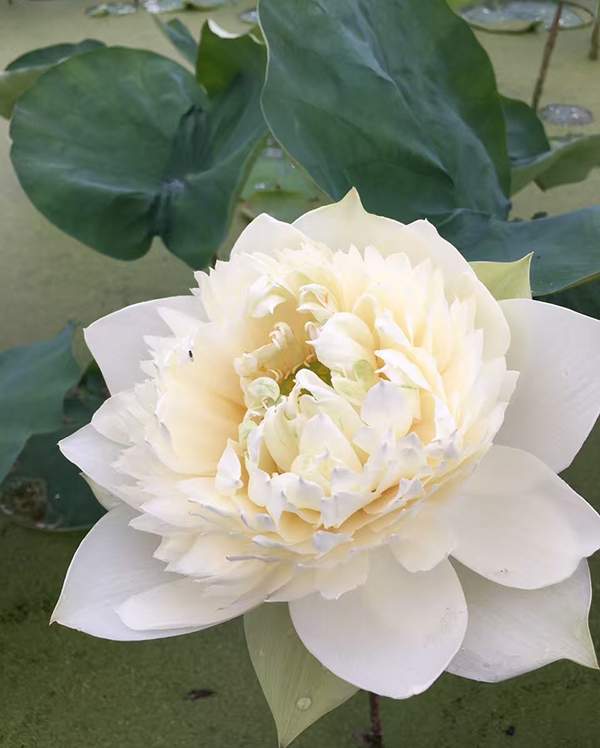 荷花種植基地實(shí)拍優(yōu)質(zhì)品種類