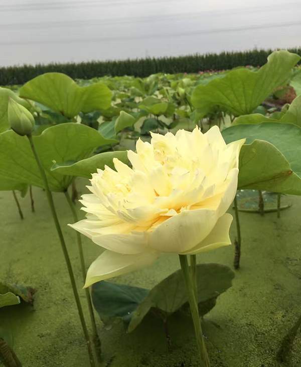 荷花種植基地實(shí)拍優(yōu)質(zhì)品種類