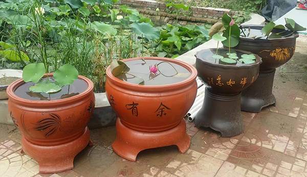 荷花種植基地實(shí)拍優(yōu)質(zhì)品種類盆栽