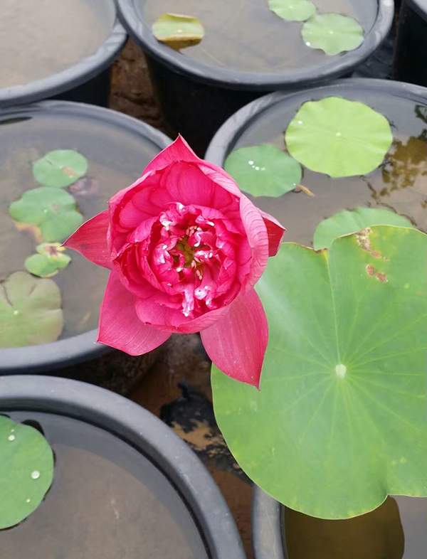 荷花種植基地實(shí)拍優(yōu)質(zhì)品種類盆栽