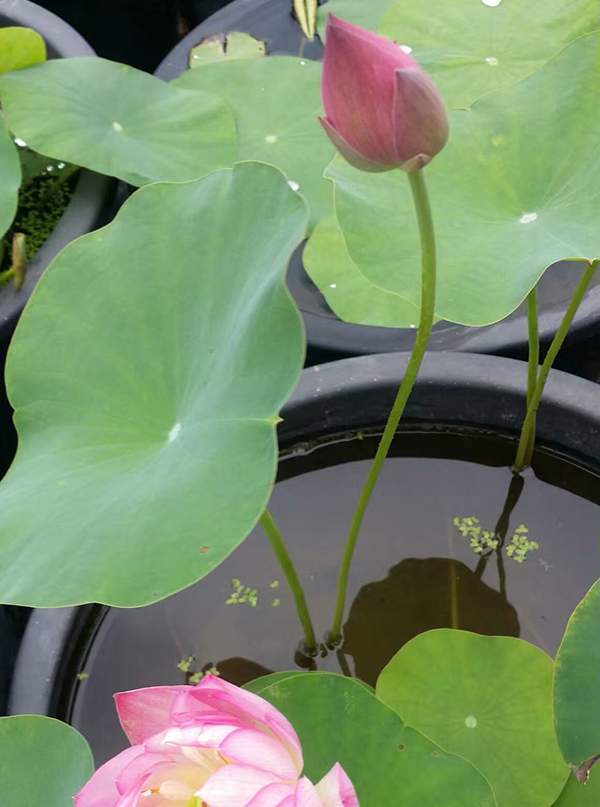 荷花種植基地實(shí)拍優(yōu)質(zhì)品種類盆栽