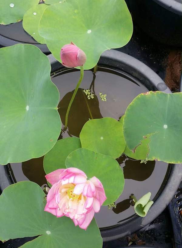 荷花種植基地實(shí)拍優(yōu)質(zhì)品種類盆栽