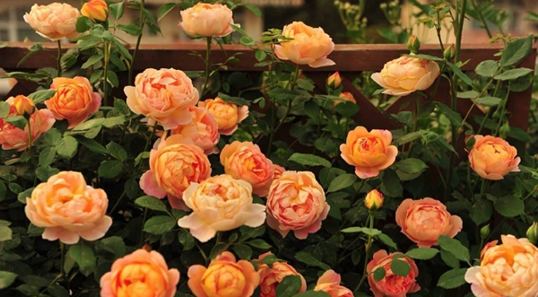 沭陽長景園林歐月基地