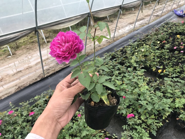 沭陽歐月基地照片