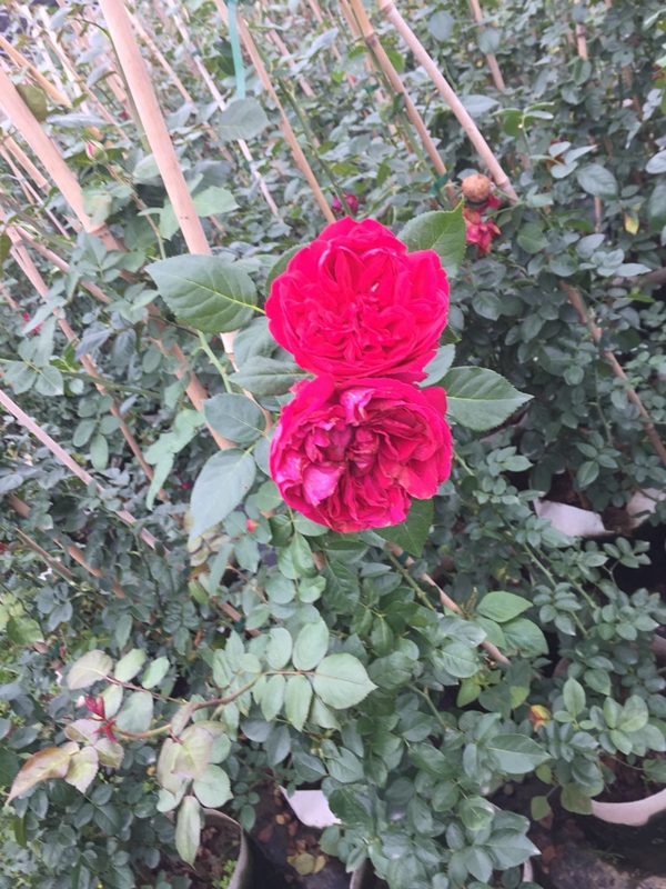 沭陽歐月基地照片