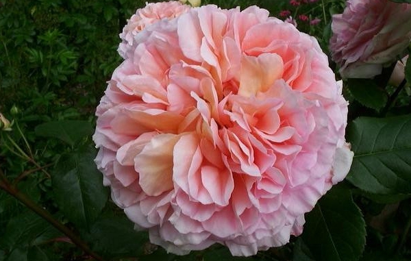 亞伯拉罕達(dá)比