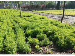 佛甲草_樓頂屋頂隔熱防曬綠化首