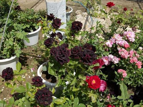 黑色月季花黑顏色月季 黑色月季花黑顏色月季