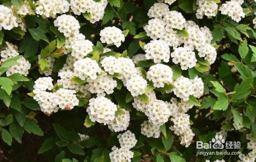 繡線菊怎么養(yǎng)護(hù)最合適呢？