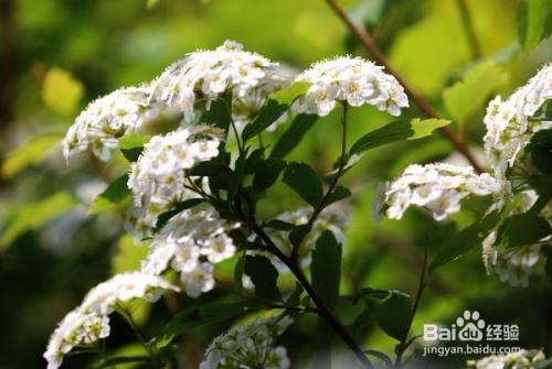 繡線菊怎么養(yǎng)護(hù)最合適呢？