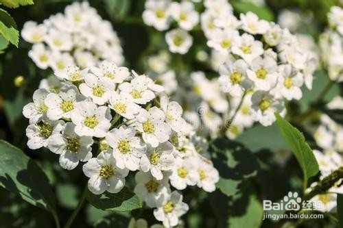 繡線菊怎么養(yǎng)護(hù)最合適呢？