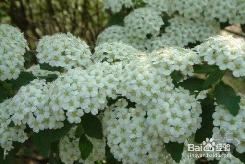 繡線菊怎么養(yǎng)護(hù)最合適呢？