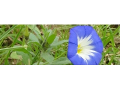 三色旋花的生長(zhǎng)習(xí)性 種植方法