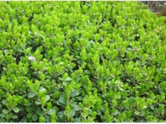 小葉黃楊樹苗多少錢一棵？