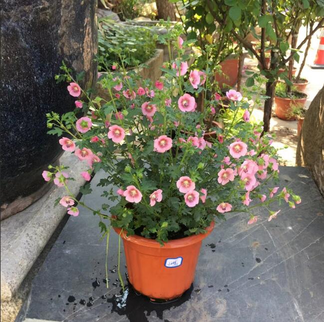 1650771042859806.jpg 1650771042859806.jpg