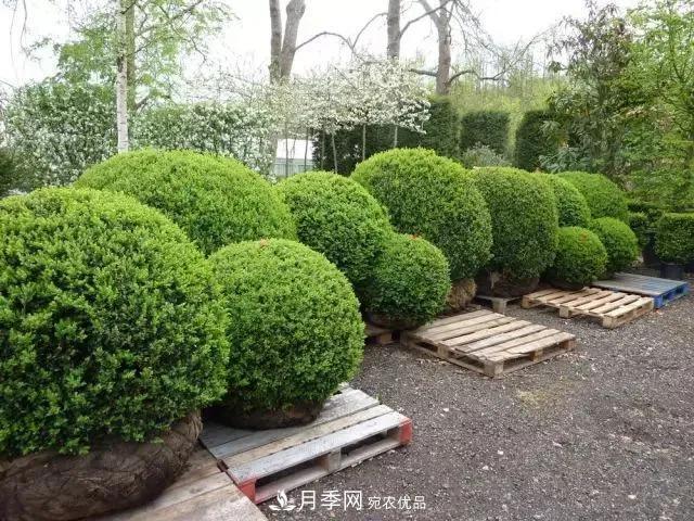 值得收藏！這些全國(guó)著名苗木產(chǎn)地你知道幾個(gè)？