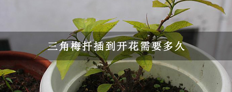 三角梅扦插到開(kāi)花需要多久