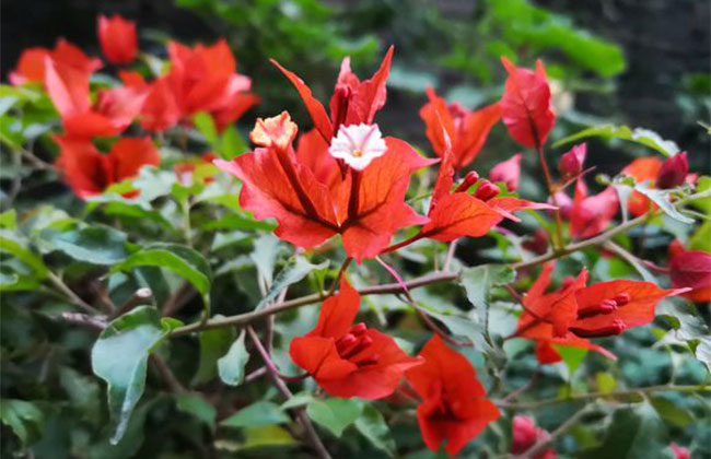 三角梅是哪個國家的國花?云南最大三角梅基地簡介