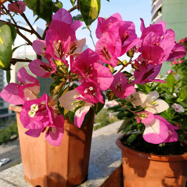 三角梅是哪個國家的國花?云南最大三角梅基地簡介