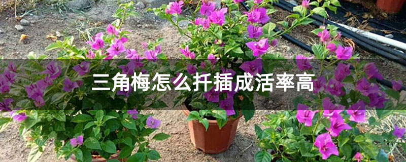 三角梅怎么扦插成活率高