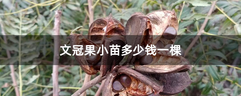 文冠果小苗多少錢一棵